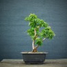 Javor - Acer palmatum