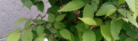 Brest verzus zelkova