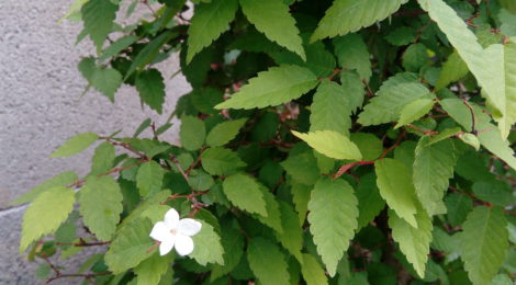 Brest verzus zelkova