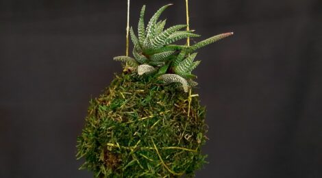 Kokedama